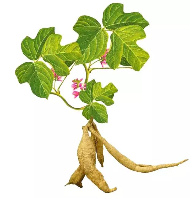 植物养发