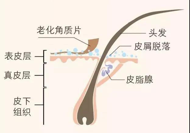 头皮抗衰增免疫,让您身健康,发更美!